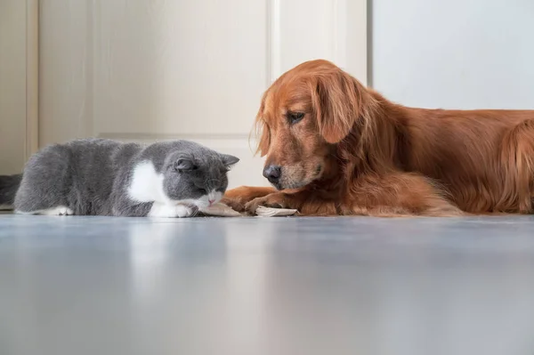 Golden Retriever Assistindo Britânico Shorthair Comer — Fotografia de Stock