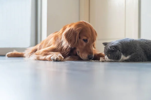 Golden Retriever Assistindo Britânico Shorthair Comer — Fotografia de Stock