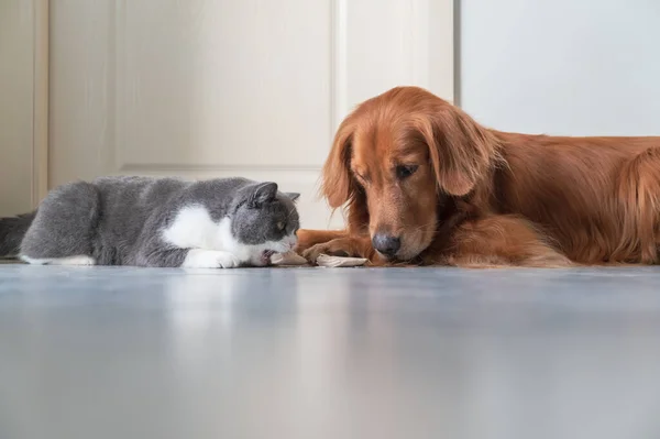 Golden Retriever Ogląda British Shorthair Jedzenia — Zdjęcie stockowe