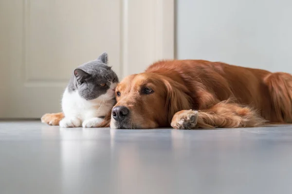 Golden Retriever British Shorthair Aproximam — Fotografia de Stock