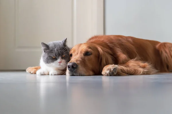 Golden Retriever British Shorthair Aproximam — Fotografia de Stock