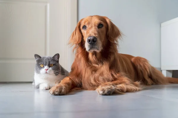 Golden Retriever Och Brittiska Stenografien Komma Nära — Stockfoto