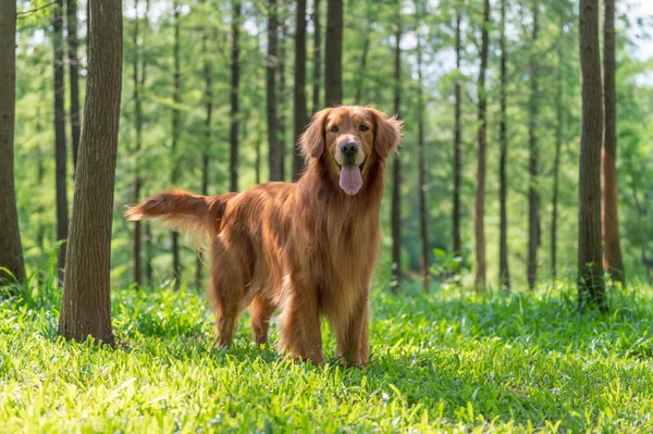 Golden Retriever Bermain Hutan — Stok Foto