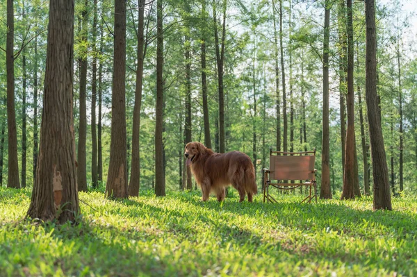 Golden Retriever Sedia Nel Bosco — Foto Stock