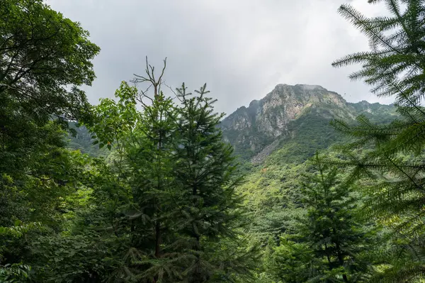 Naturalne Krajobrazy Górskim Lesie — Zdjęcie stockowe