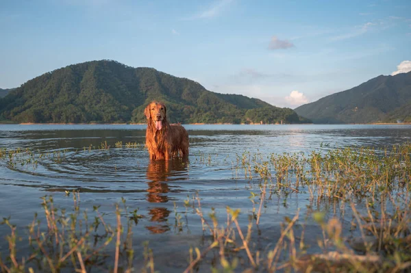 Golden Retriever Jogando Lago — Fotografia de Stock