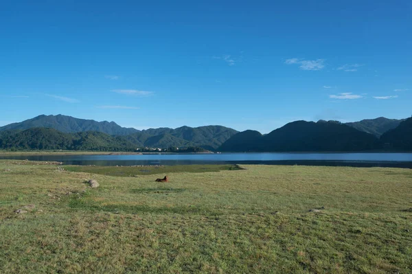 牧草地の美しい自然の風景 — ストック写真