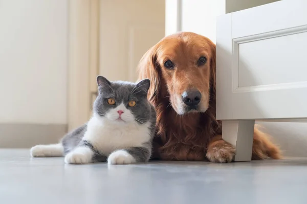 Britisch Kurzhaar Und Golden Retriever Verstehen Sich Gut — Stockfoto