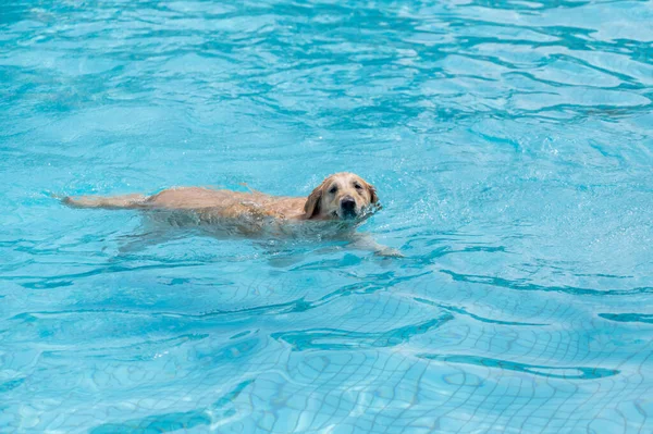 Golden Retriever Plavání Bazénu — Stock fotografie