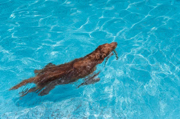 Golden Retriever Κολύμπι Στην Πισίνα — Φωτογραφία Αρχείου