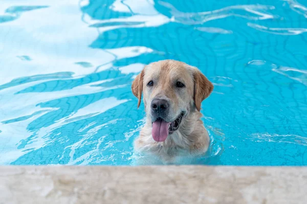 Labrador Retrívr Šťastně Hraje Bazénu — Stock fotografie