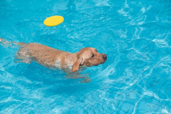 Labrador Retrívr Plavání Bazénu — Stock fotografie