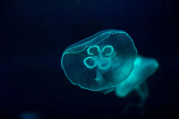 Jellyfish — Stock Photo, Image