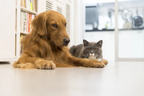 Kediler ve Köpekler — Stok fotoğraf