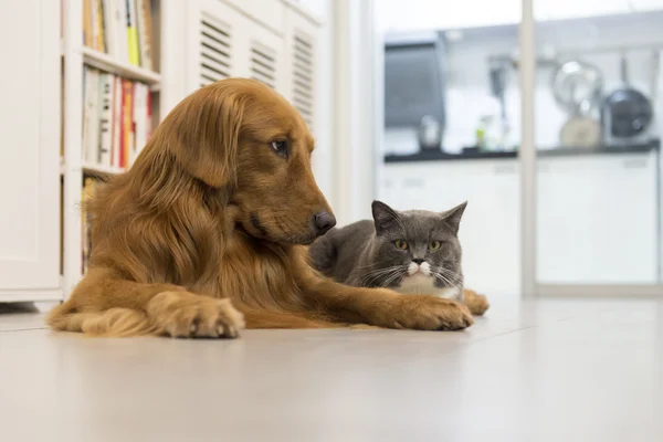 Katzen und Hunde — Stockfoto