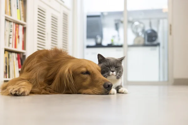 고양이와 개 스톡 이미지