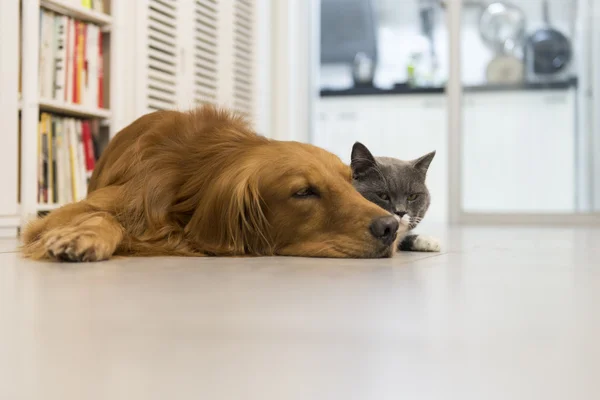 猫と犬 — ストック写真