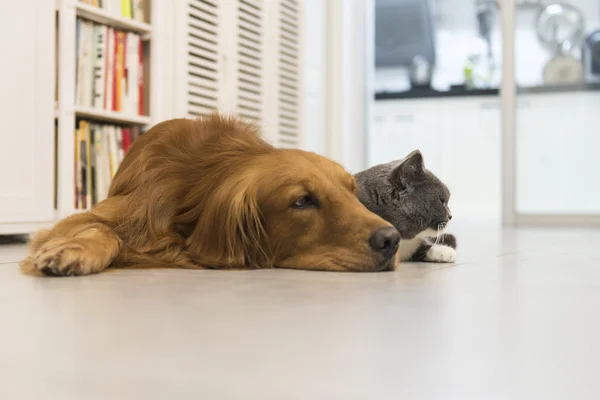 Kediler ve Köpekler — Stok fotoğraf
