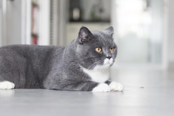 Um gato cinzento — Fotografia de Stock