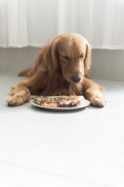 Un golden retriever — Foto Stock