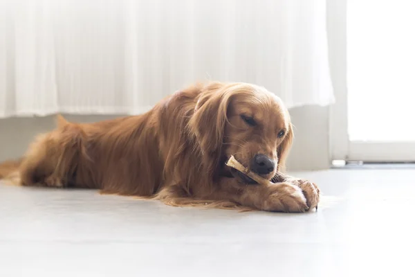 Un golden retriever — Foto de Stock