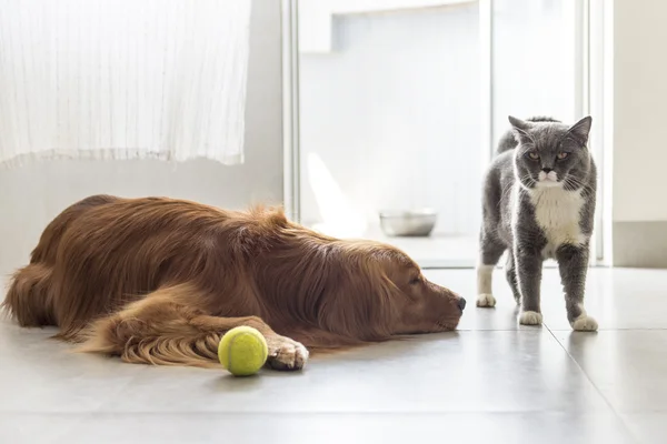 Gatos e cães — Fotografia de Stock