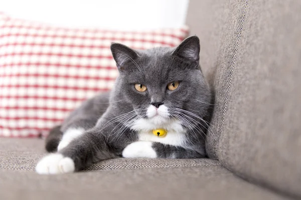 El gato — Foto de Stock