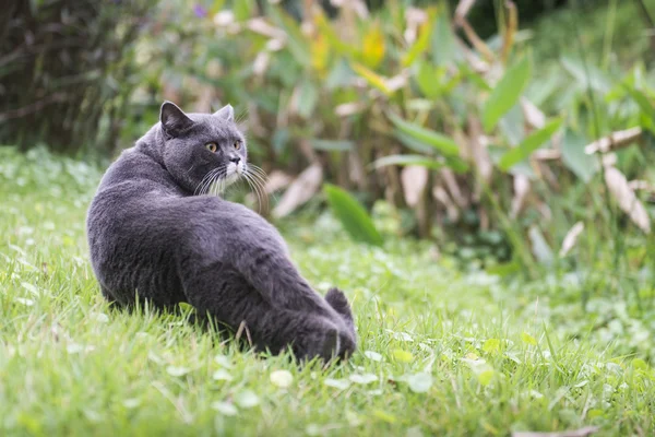 Cat on the grass — Stock Photo, Image