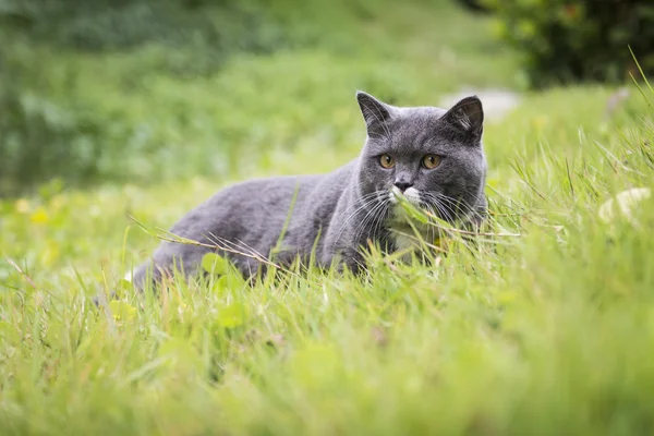 Cat on the grass — Stock Photo, Image