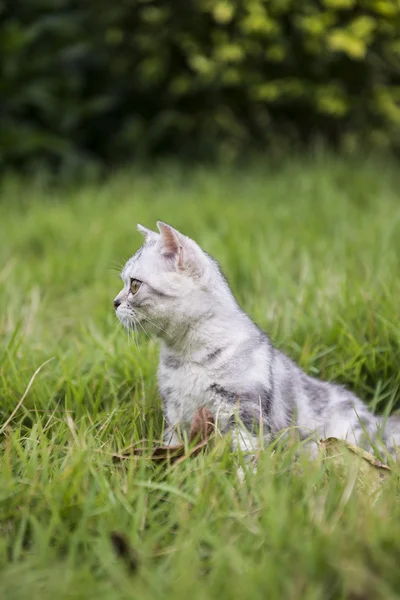 Kitty on the grass — Stock Photo, Image