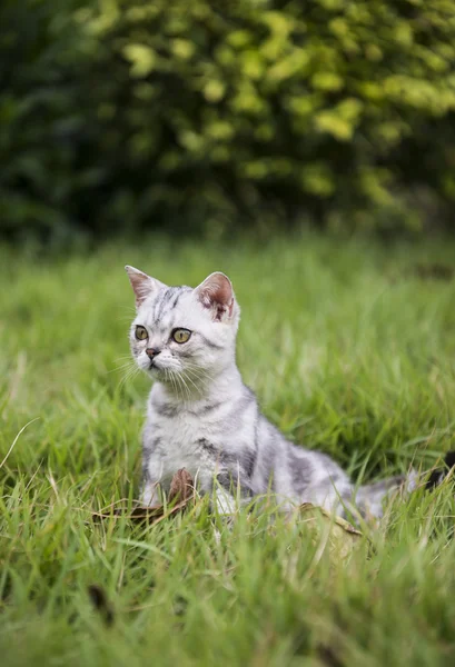 Kitty on the grass — Stock Photo, Image