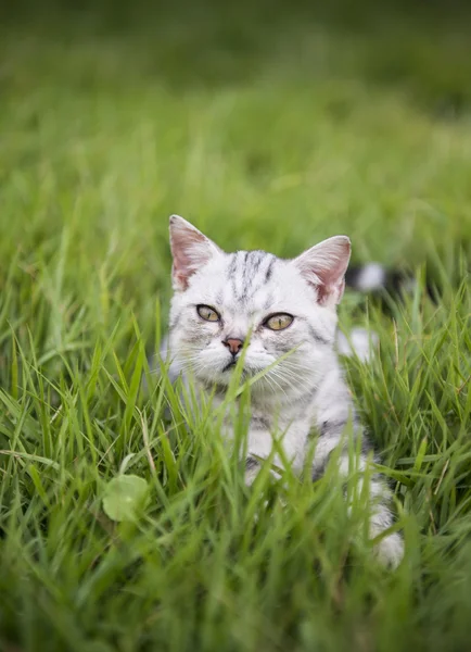 Kitty on the grass — Stock Photo, Image