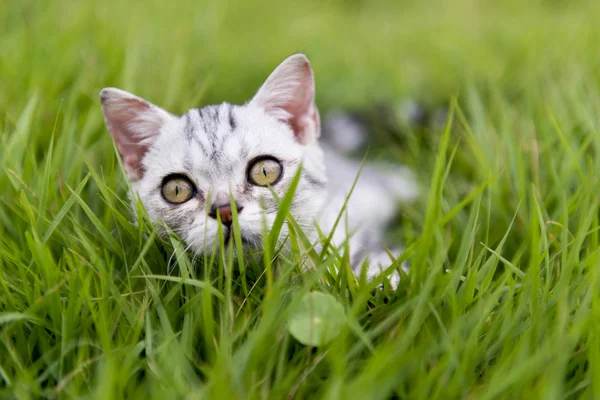 Kitty çim — Stok fotoğraf