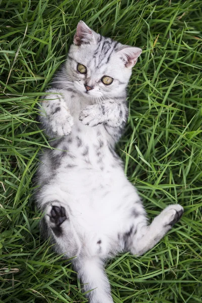 Kätzchen auf dem Gras — Stockfoto