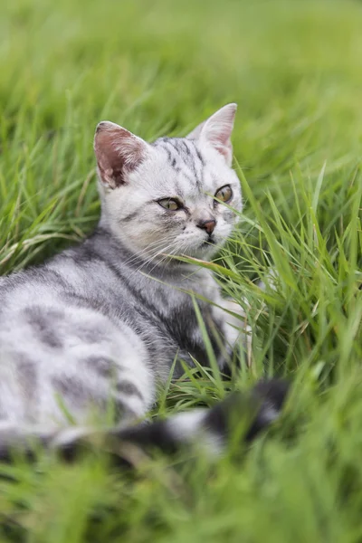 Kitty on the grass — Stock Photo, Image