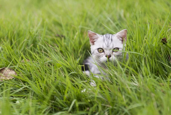 Kitty a fűben — Stock Fotó