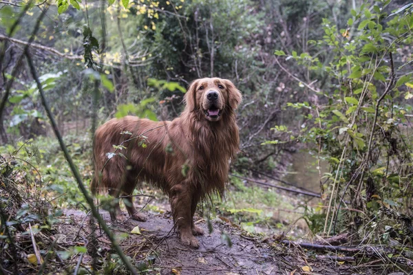 Un golden retriever nella giungla outdoor — Foto Stock