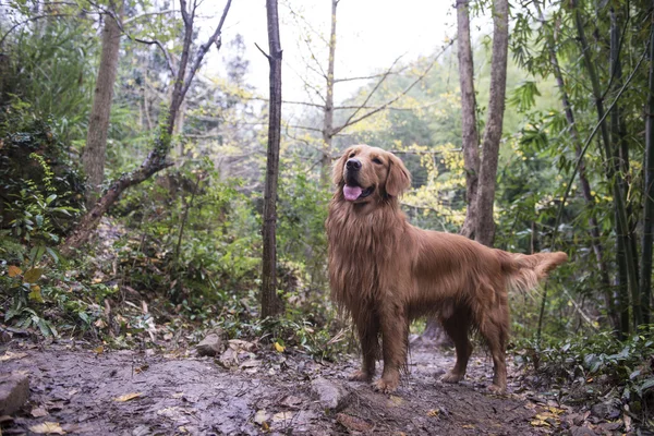 Un golden retriever nella giungla outdoor — Foto Stock