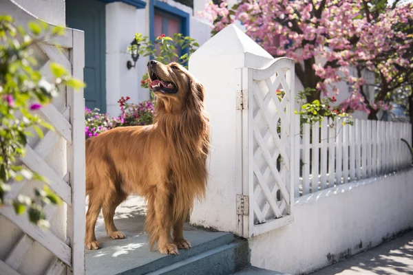 O golden retriever — Fotografia de Stock