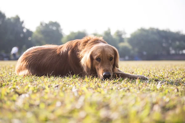 The golden retriever on the grass — Stock Photo, Image