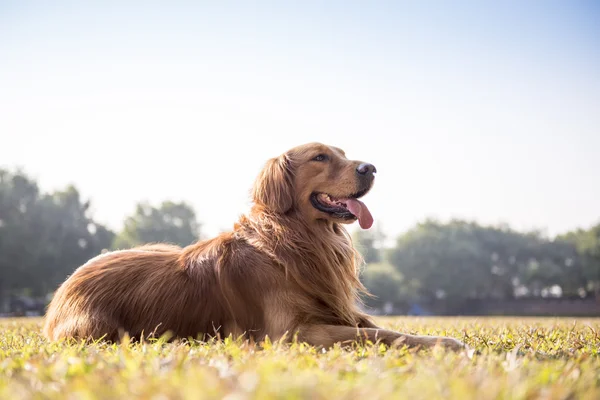 Il golden retriever sull'erba — Foto Stock