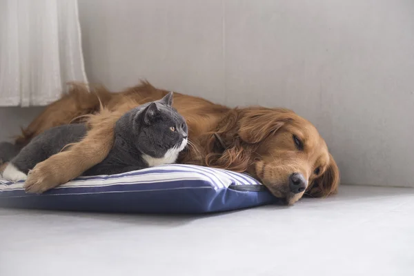 El gato y el perro — Foto de Stock