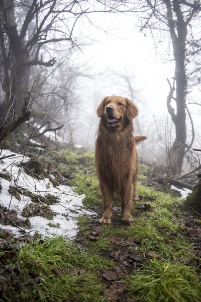 O golden retriever lá fora na grama — Fotografia de Stock