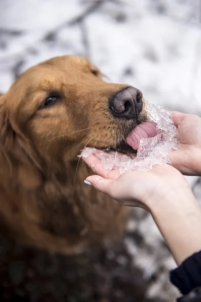 De gouden retriever eten ijs — Stockfoto