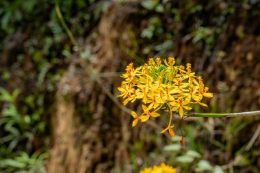 Bulanık yeşil ve kahverengi arka planda çiçek açan vahşi sarı çiçek kümesi