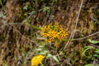 Açık hava koşullarında gelişen canlı sarı çiçek kümeleri.