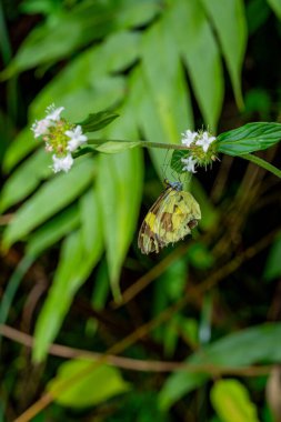 Kelebek yeşil yaprakların arasında küçük beyaz çiçeklerin üzerinde baş aşağı asılı duruyor.
