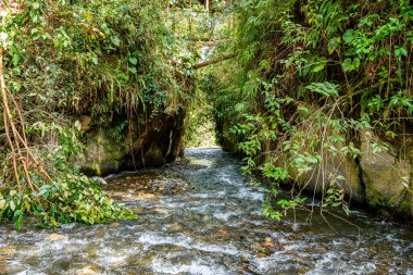 Dağ nehri suyu yoğun yeşil orman yapraklarıyla dar bir geçitten akıyor.