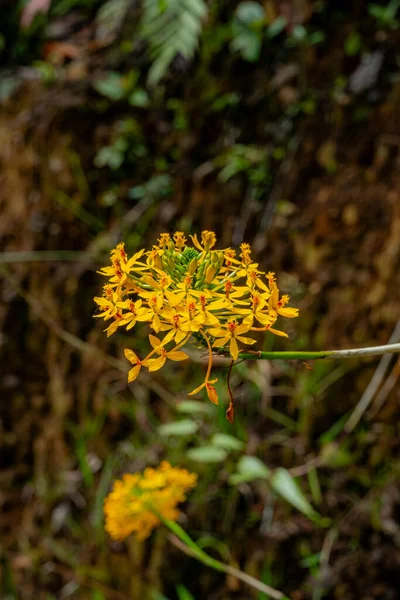 Canlı sarı epidendrum orkide çiçekleri doğal bir ortamda karmaşık detaylar gösterir.