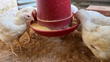 Beyaz ızgara tavuklar bir araya toplanmış, mısır unu yiyorlar ve bir çiftlik kümesinin içinde talaş zeminli kırmızı bir besleyiciden tahıllar yiyorlar.